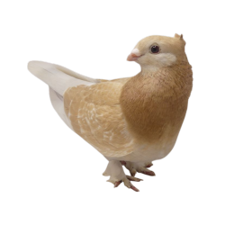 <3 pidgin